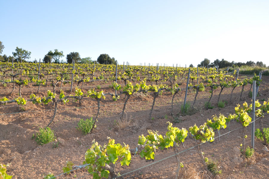 sitges y su particular gastronomía